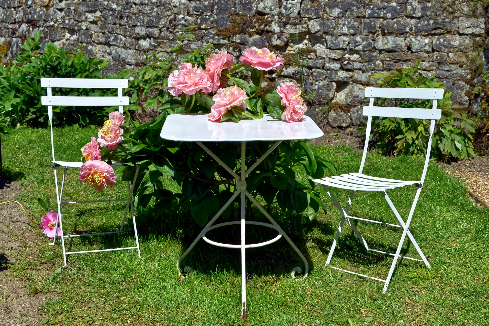 Peony on used metal table and chair